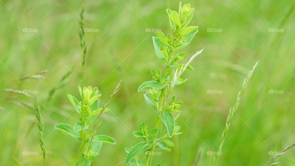 Spring in a field in Antwerp