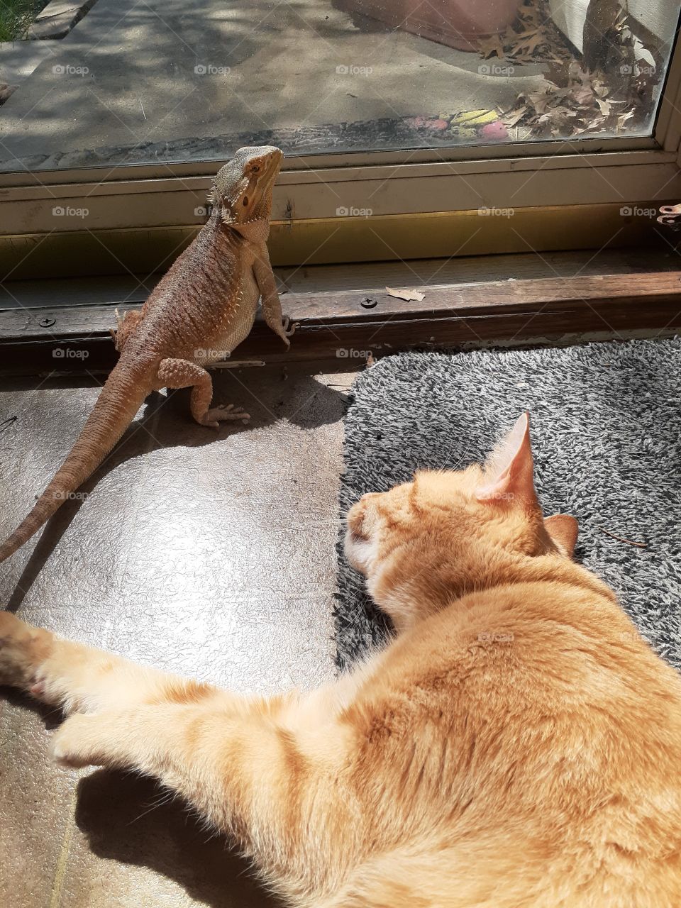 Cat & Lizard Friends