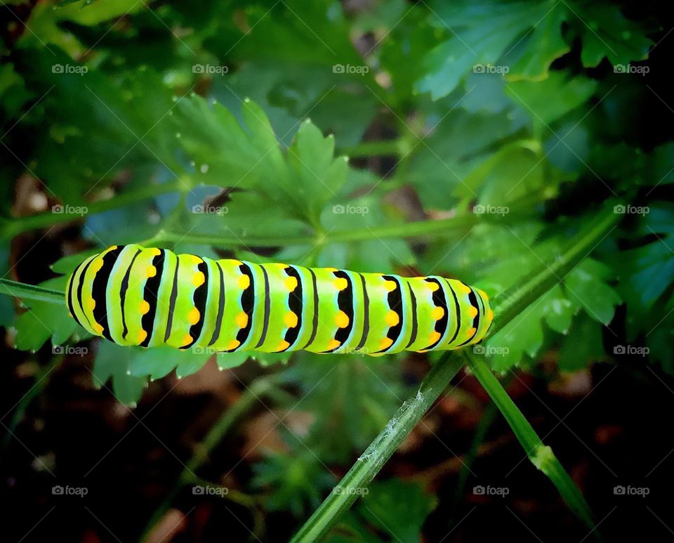 Neon green and boldly striped caterpillar of the Swallowtail Butterfly.