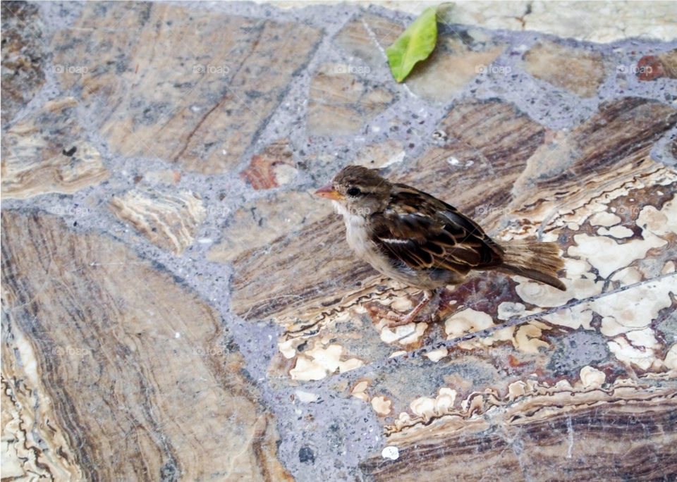 A sparrow and a leaf