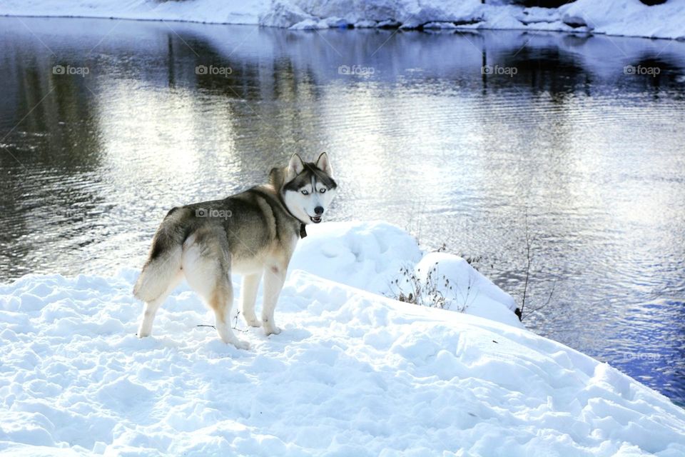 husky dogs