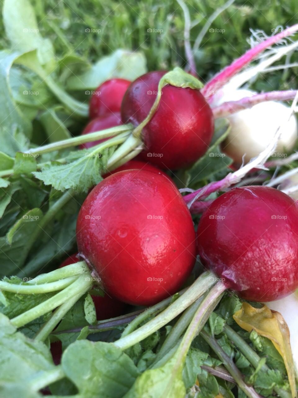 Radish 