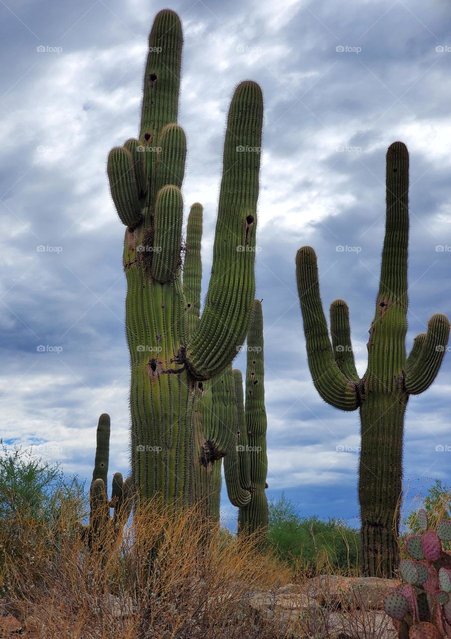 Saguaro Cactus on Stormy Day