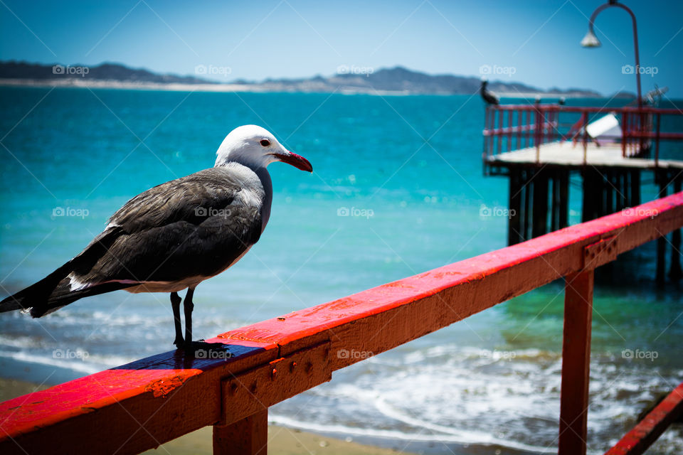 seagull