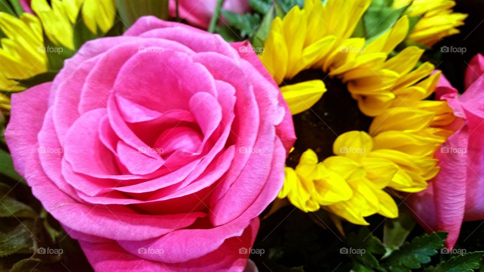 Pink Rose and Yellow Sunflower