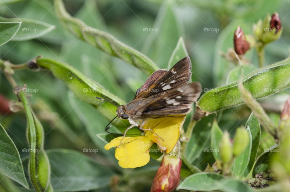 Butterfly On Pigeon Peas Blossom