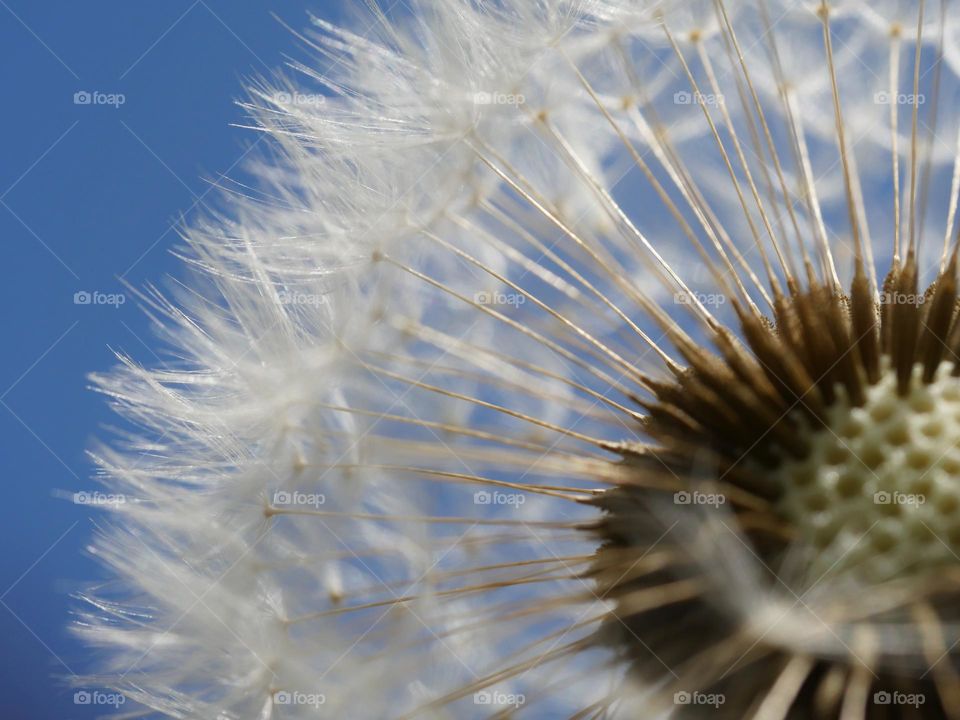 Dandelion seeds