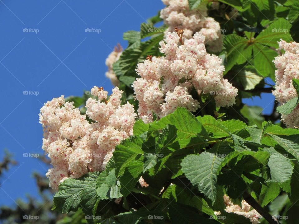 Chestnuts bloom