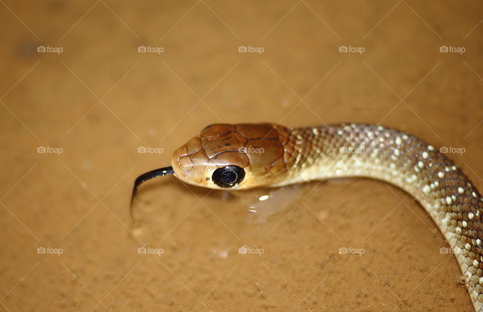 Base colour of brown with the white spot spreading at the body. Great black eyes and its tongue when capturing its photograph into the water of.