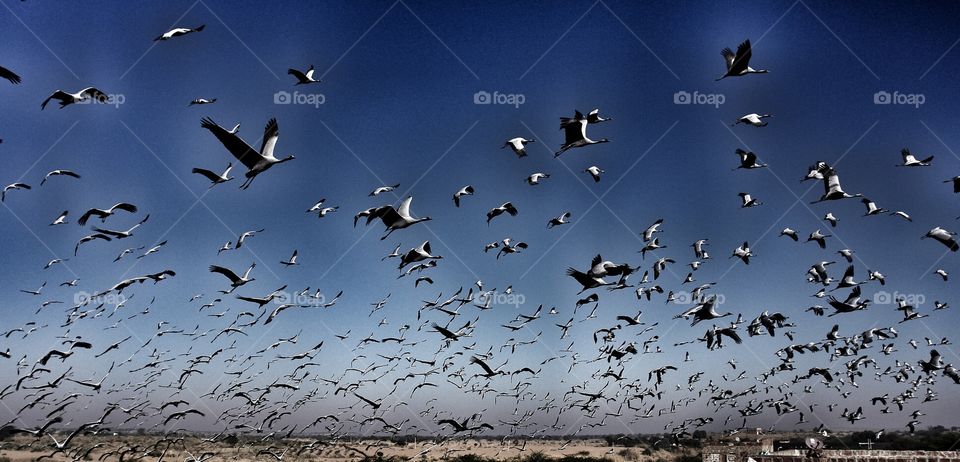 Demoiselle Cranes . India 