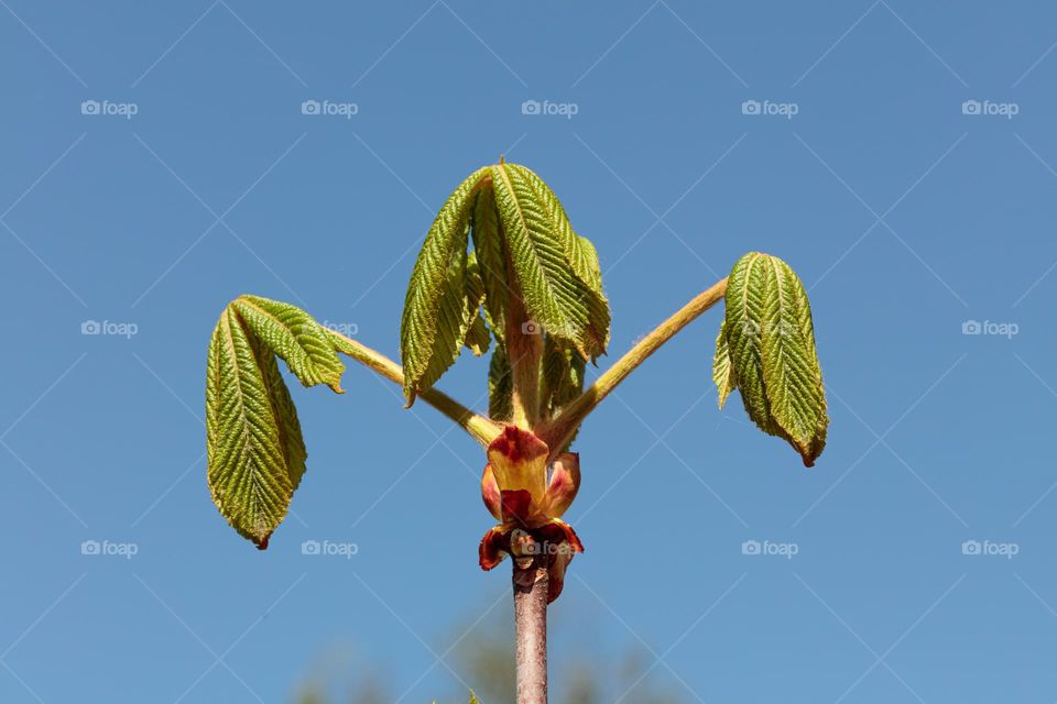 Young Aesculus leaves