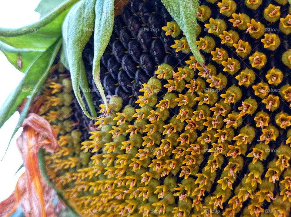 Sunflower in the garden. Russia, Kuban.