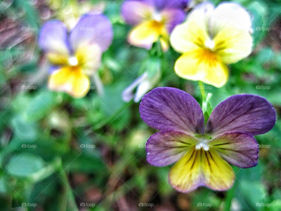 Flowers