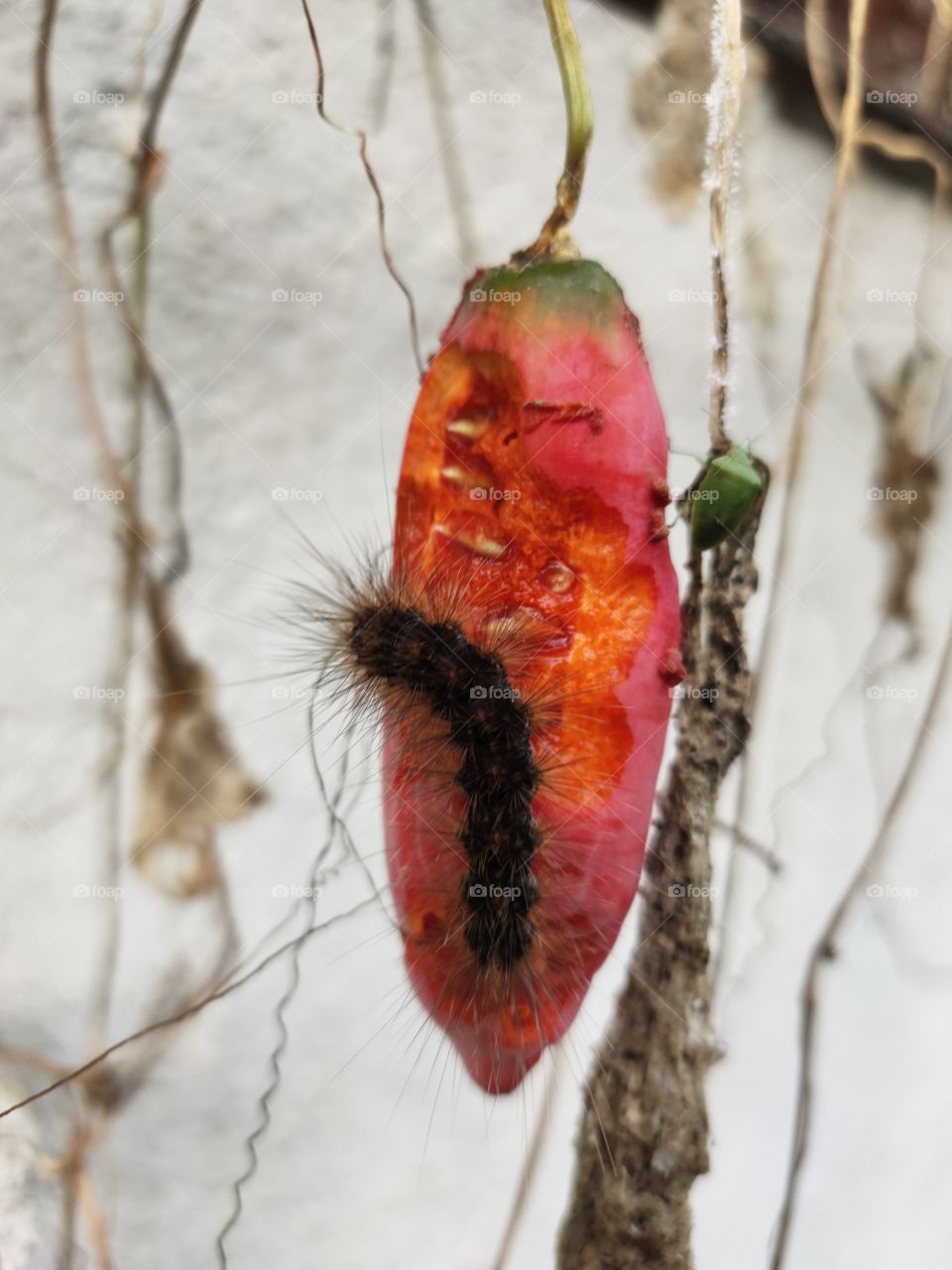 Amazing World Of Flora and Fauna
R❤️B🖤G💚

Red Ivy Gourd Coccinia Grandis Fruit,

Eaten By  Caterpillar

and Stink Bug in Green