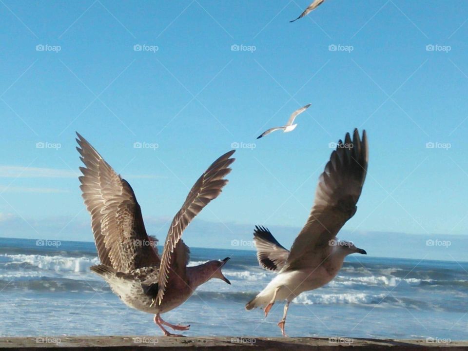 Gulls struggle over eating resources.