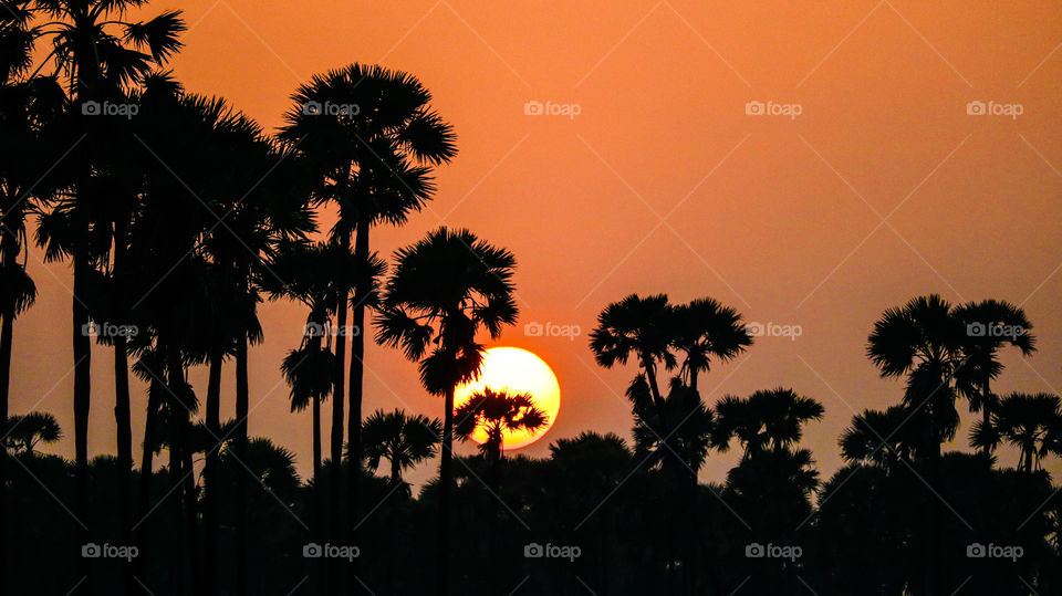 beach palmera sunset palm