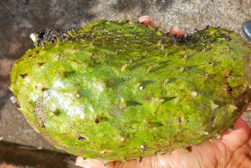 Ripe Soursop In Hand