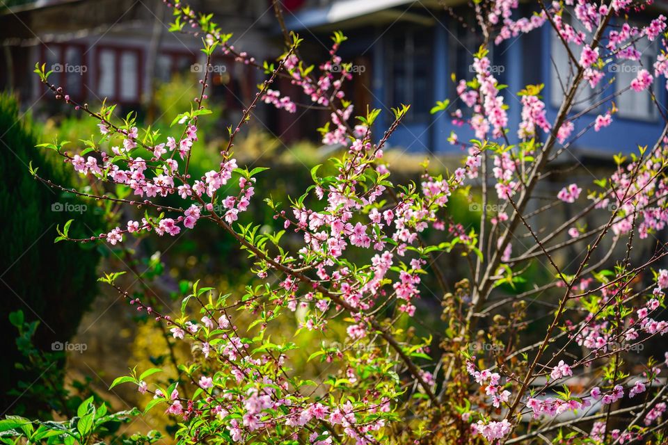 Capturing the beautiful springtime peach blossom.