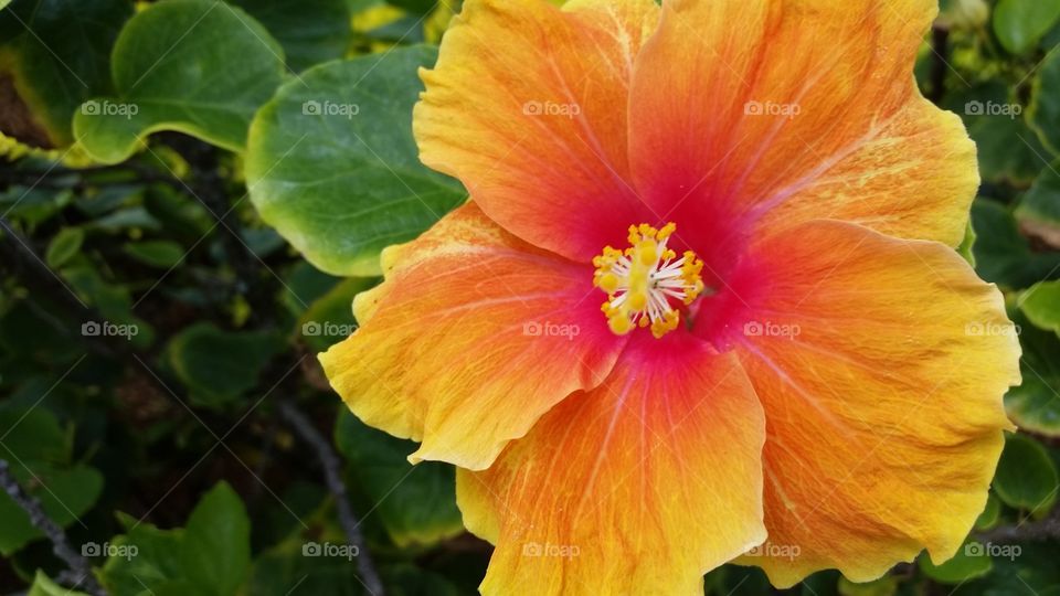 close-up of wild tropical hibiscus flower, with petals of yellow, orange, and red colors, and green leaves