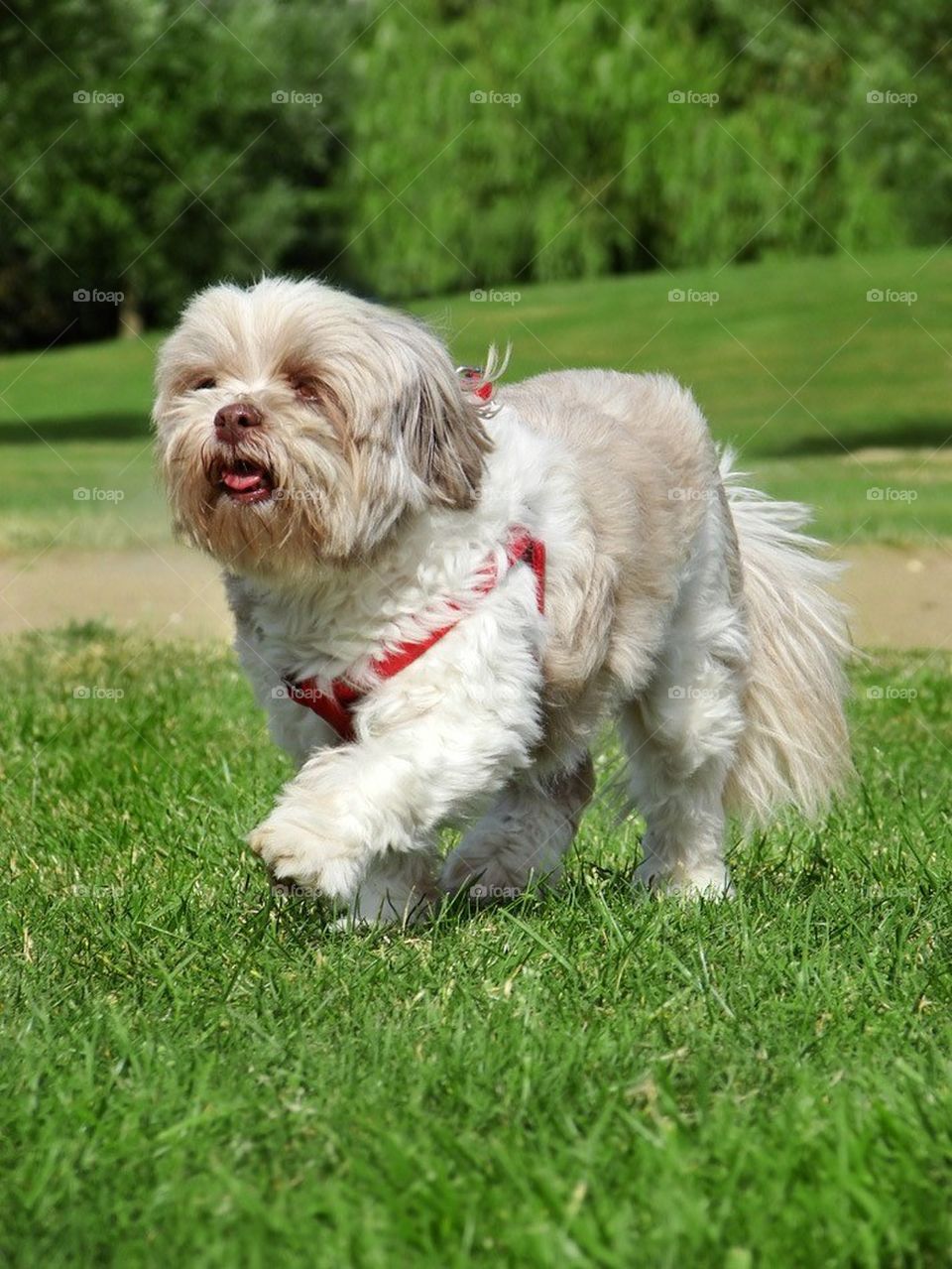 Dog walking (Lhasa Apso)