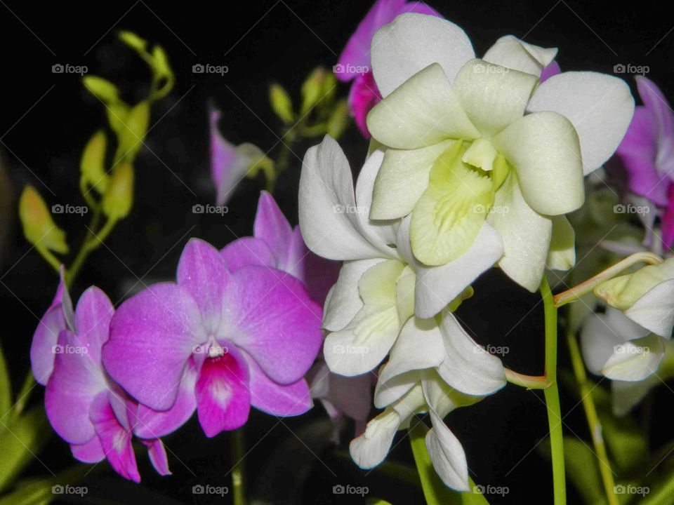 Lilac and white orchids