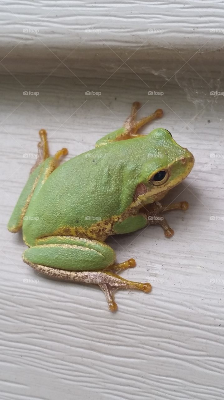 tree frog