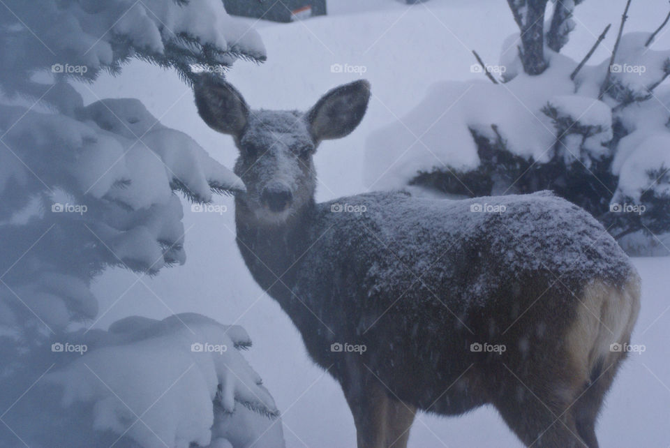 cold deer