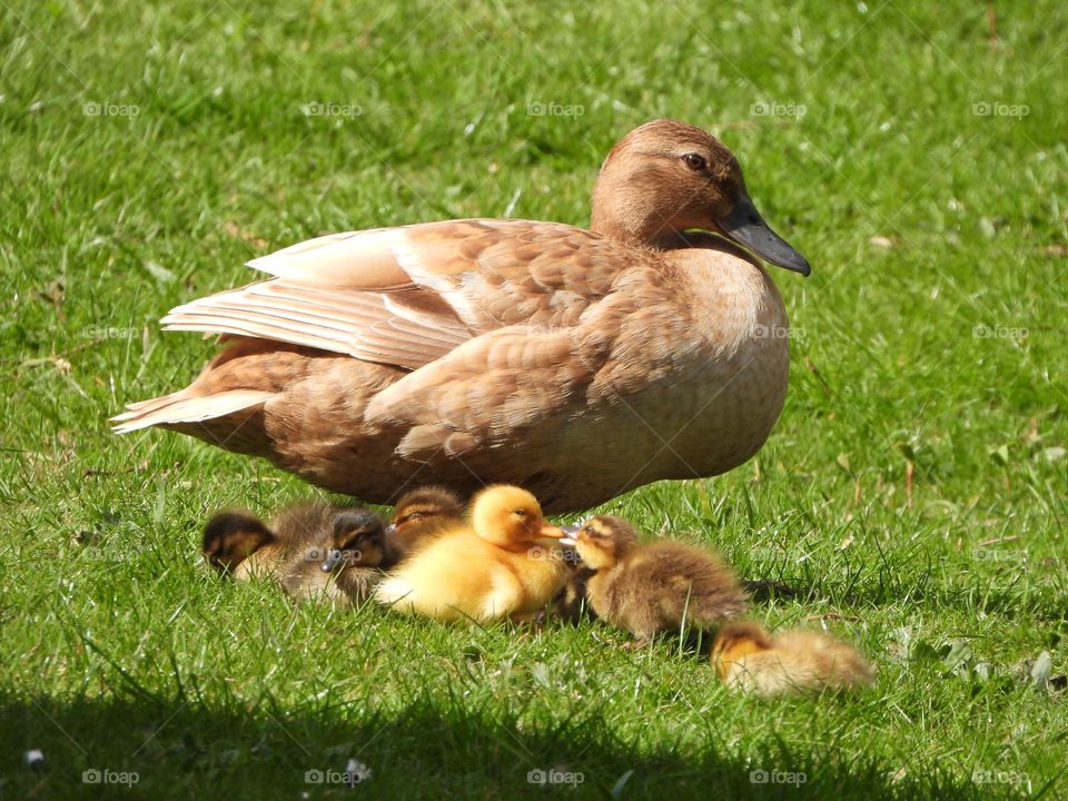 A family of ducklings 