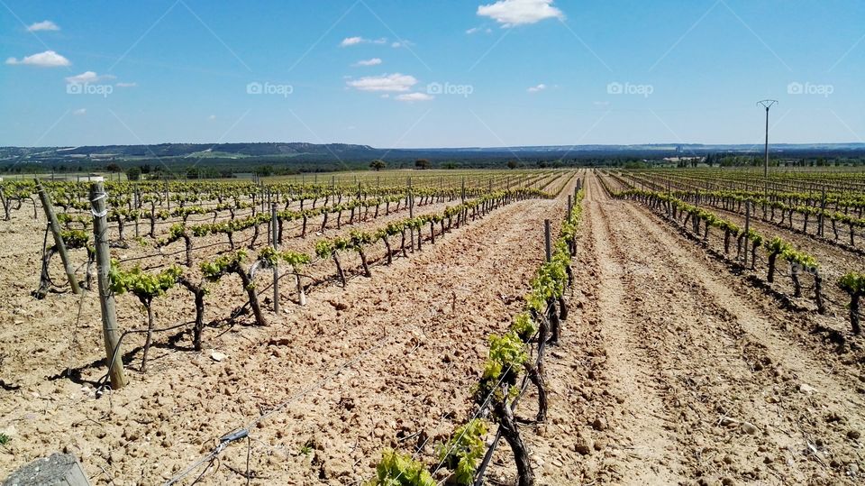vineyard in a sunny day