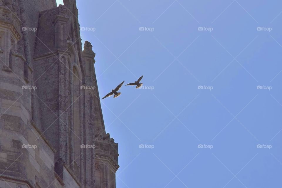 Silloute of the Chichester Peregrine's