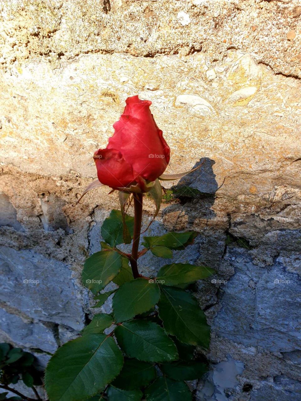 Schöne Rose