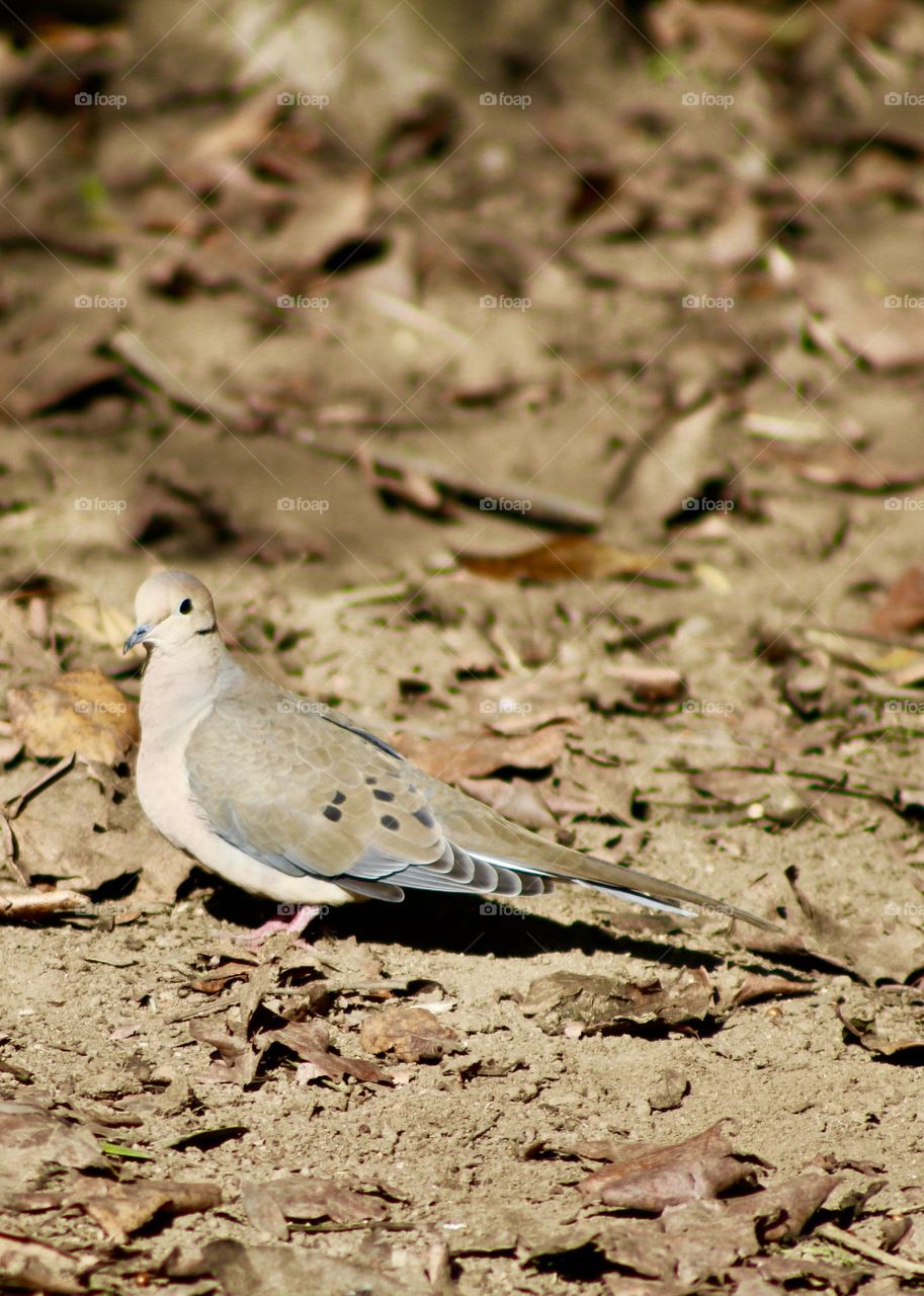 Dove