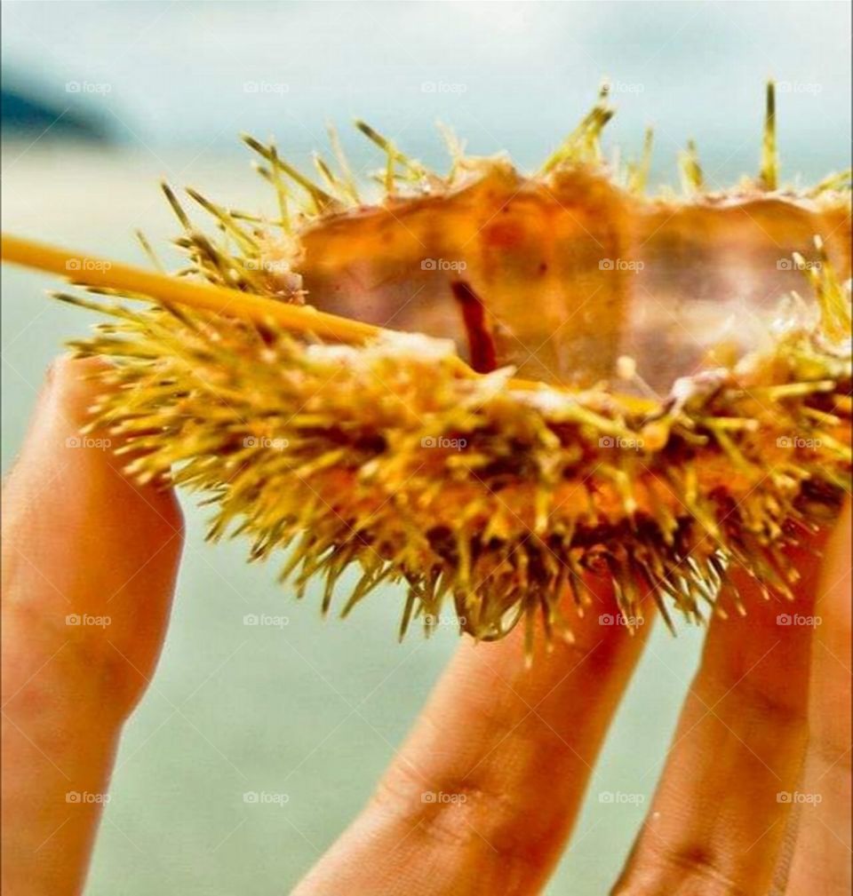 Beauty at the Fingertips