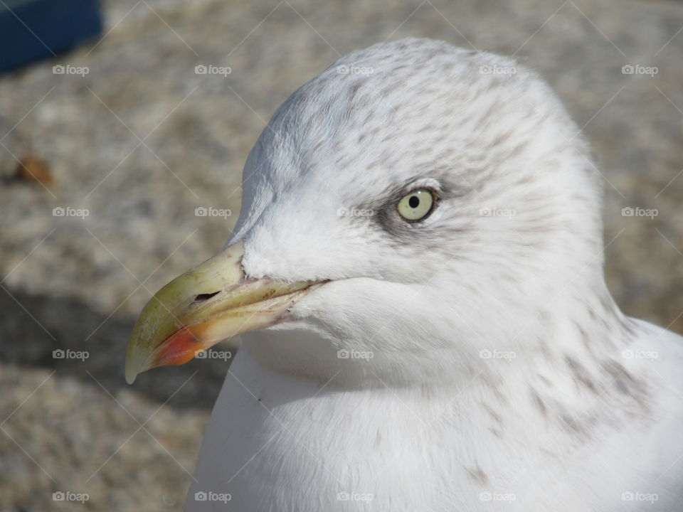 Seagull