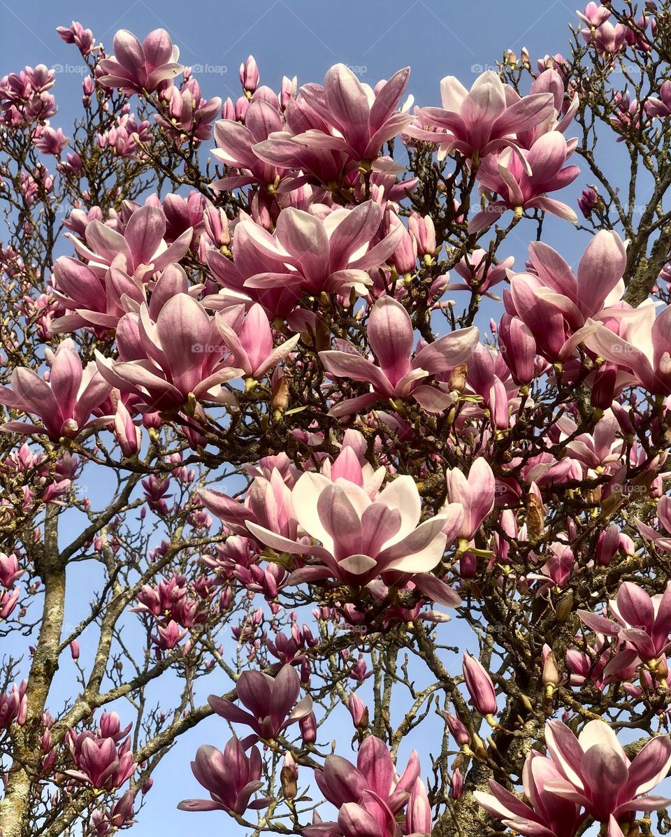 Blooming magnolia 