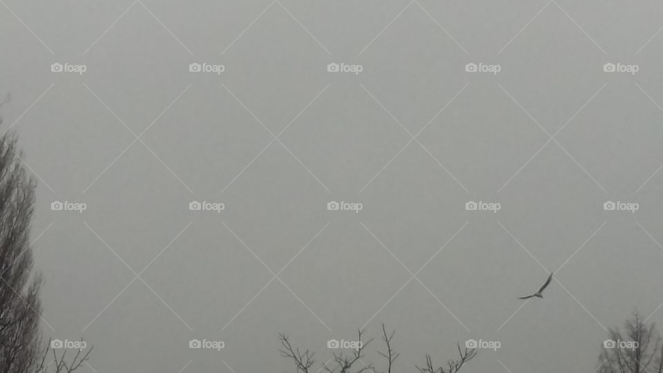 Bird in the sky the netherlands