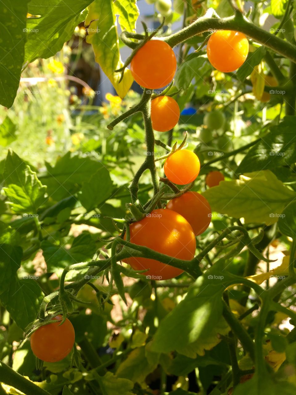 Cherry Tomatoes
