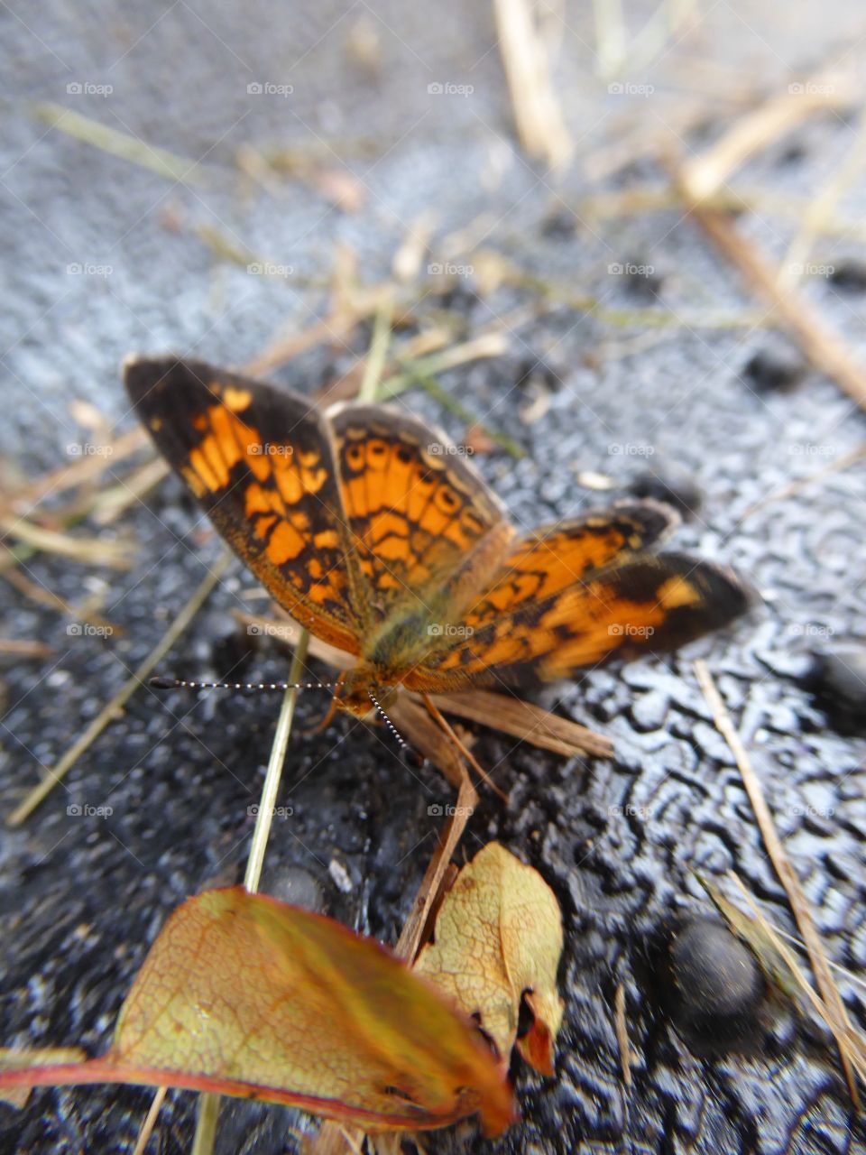 Orange butterfly on floor
