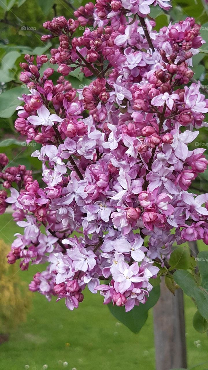lilac flowers one twig light violet and darker lila colours