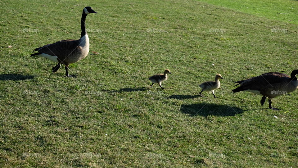 Urban wildlife, ducklings with parents