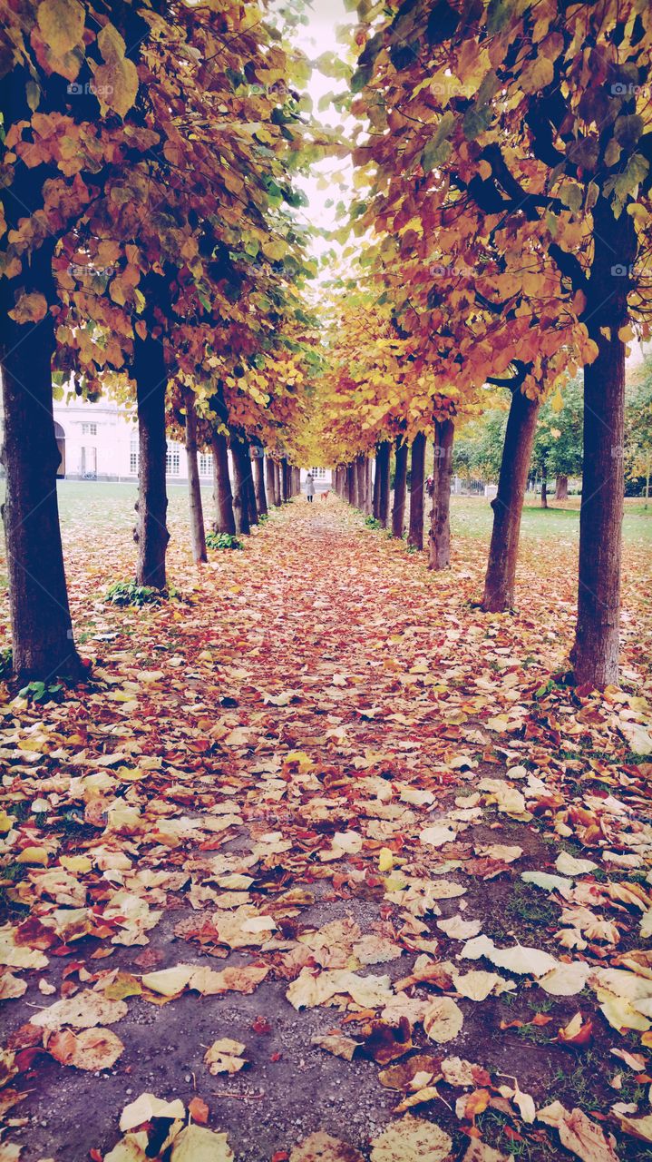 Dry autumn leafs in park