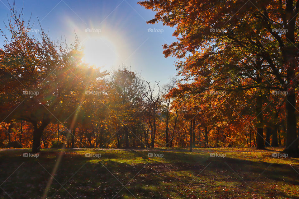 Autumn in the park. 