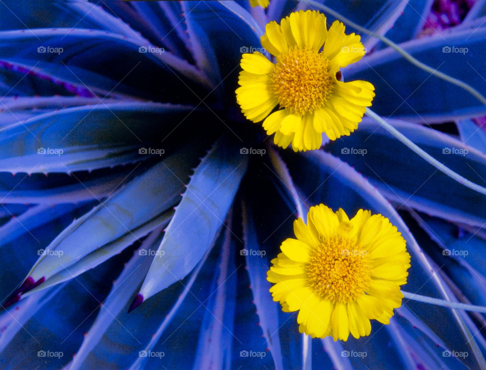 agave plant with desert flowers. desert flowers and agave plant. by arizphotog