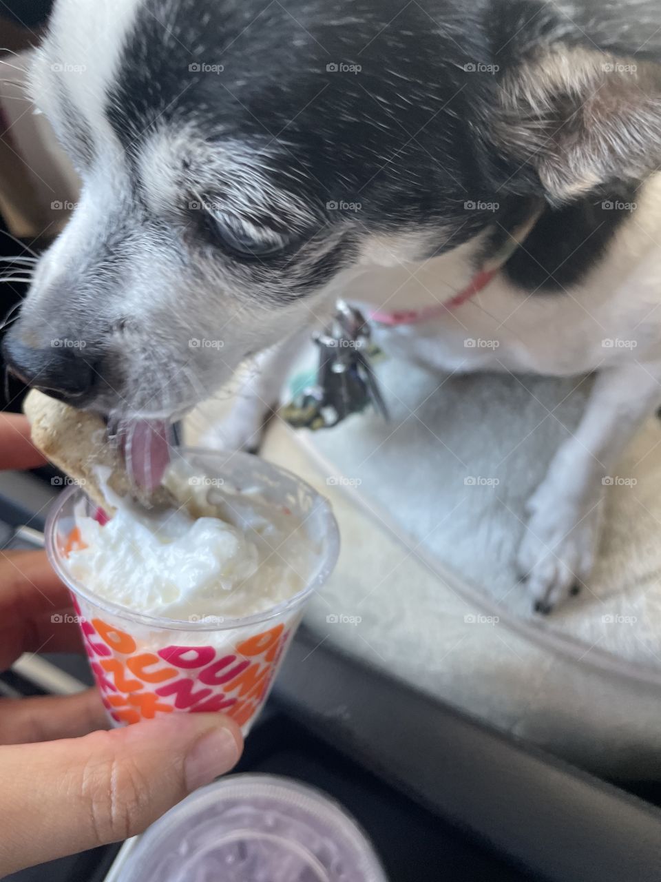 Who needs a plate when you have a pup cup from Dunkin’ Donut! 