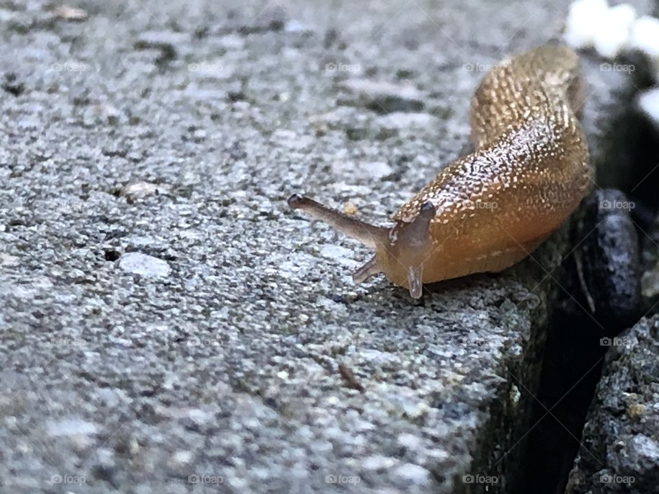 Slug face