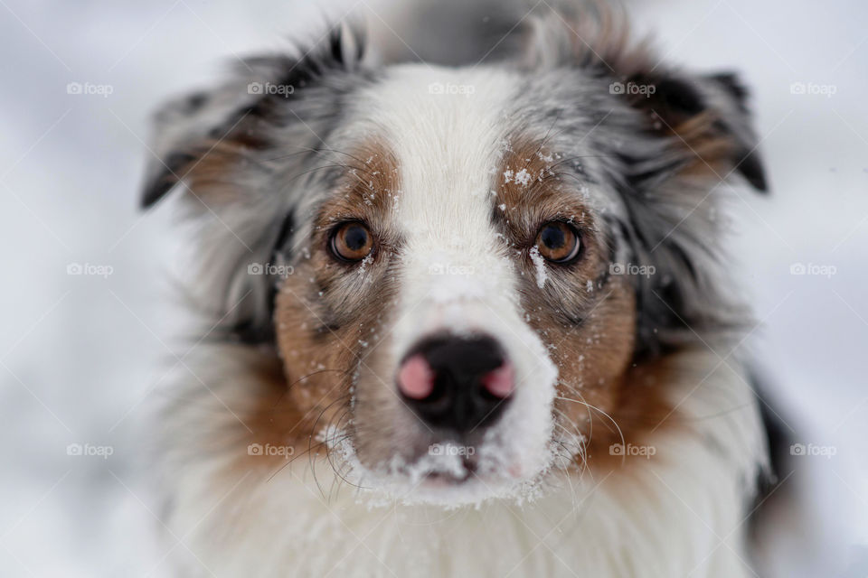 Australian shepherd eyes