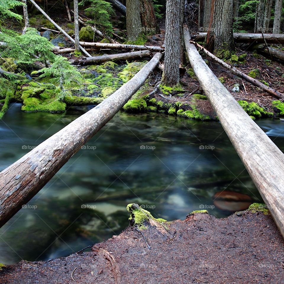 Two logs cross the smooth waters of the small Clearwater River in Southern Oregon on a summer morning. 