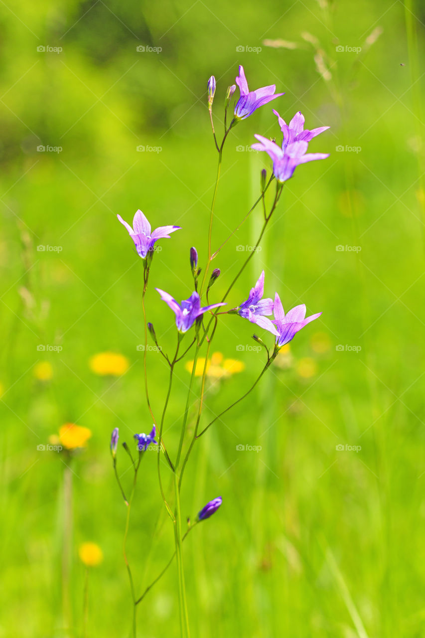 Close-up of a purple flowers