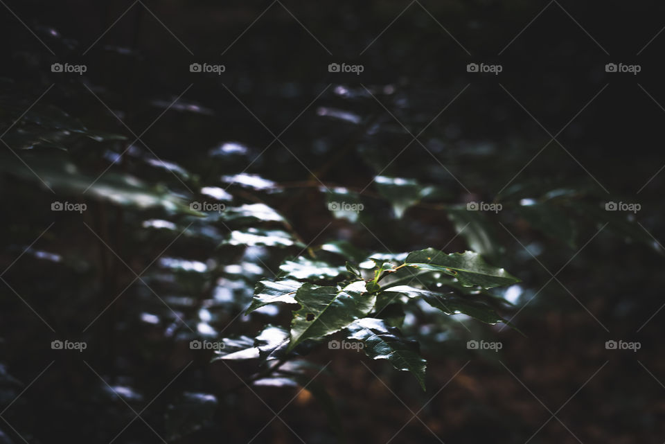 Sun light on the leaves of bushes in the forest 