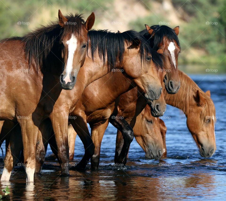 Band of Wild Horses in River